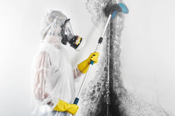 Best Attic Mold Removal  in Moreauville, LA